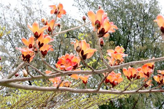 20100504木棉花盛開