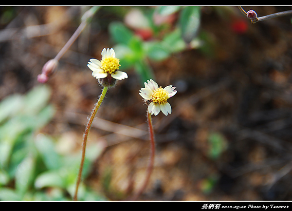 長柄菊_05.jpg