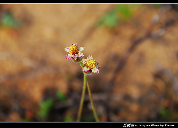 長柄菊_04.jpg
