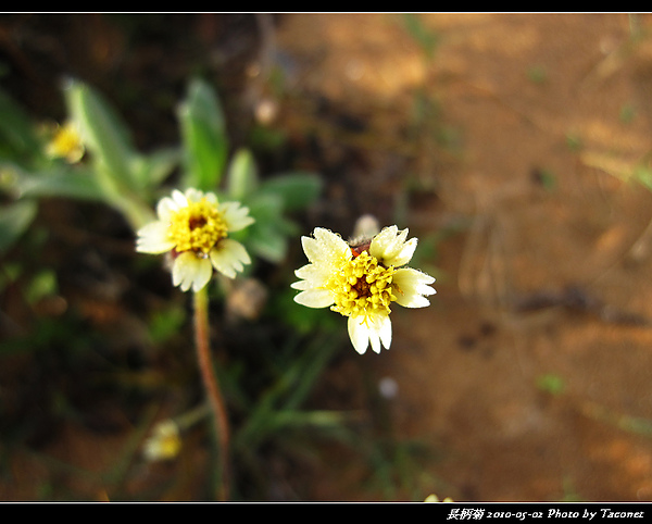 長柄菊_10.jpg