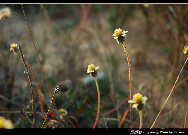 長柄菊_06.jpg