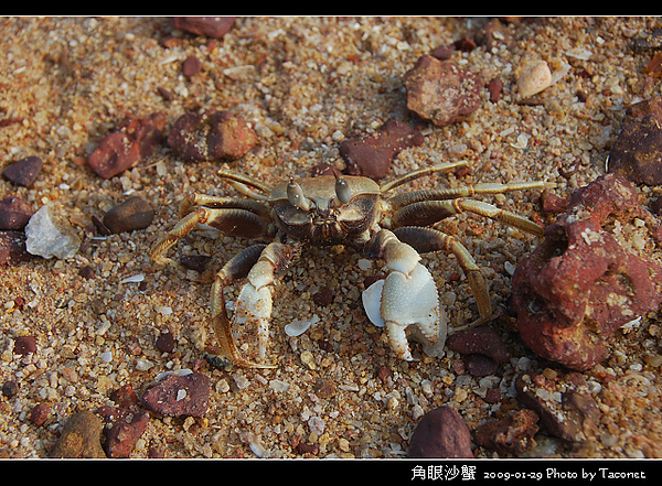 角眼沙蟹_01.jpg