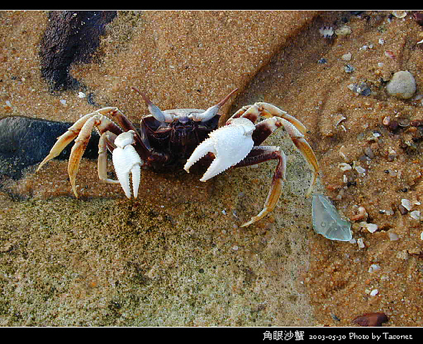 角眼沙蟹_12.jpg