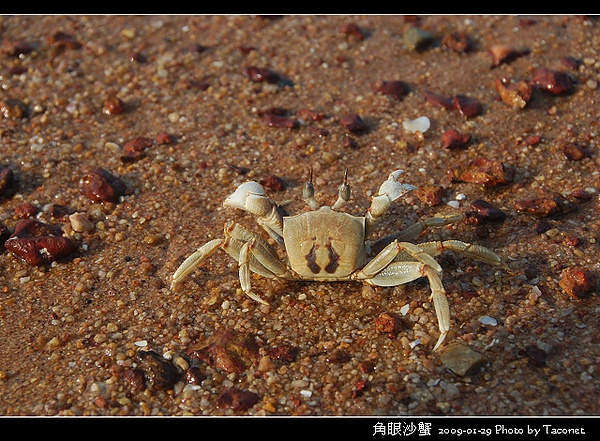 角眼沙蟹_04.jpg