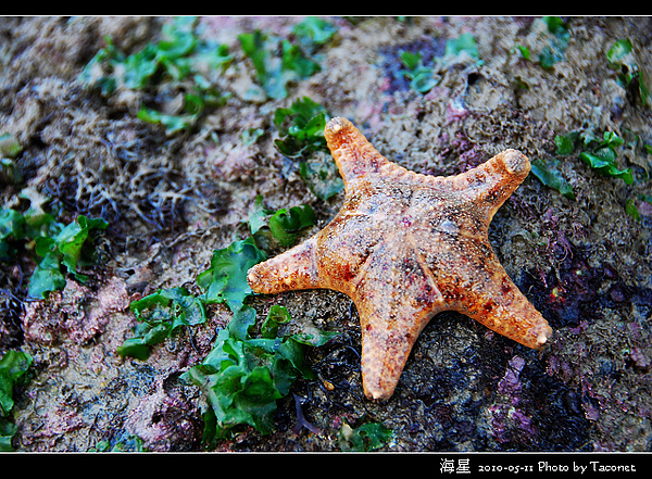 海星_32.jpg