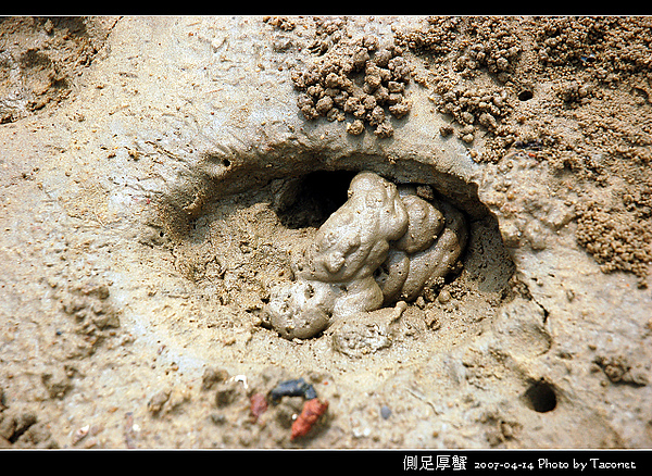 側足厚蟹_08.jpg