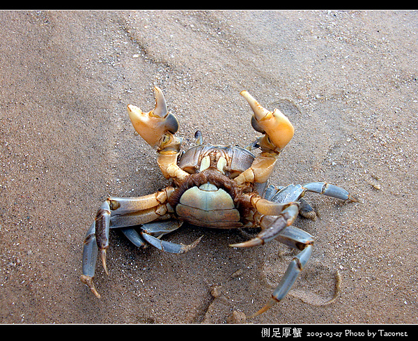側足厚蟹_18.jpg