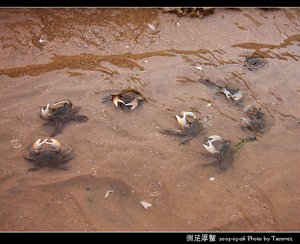 側足厚蟹_14.jpg