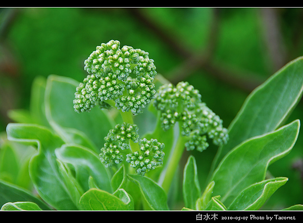 白水木_07.jpg