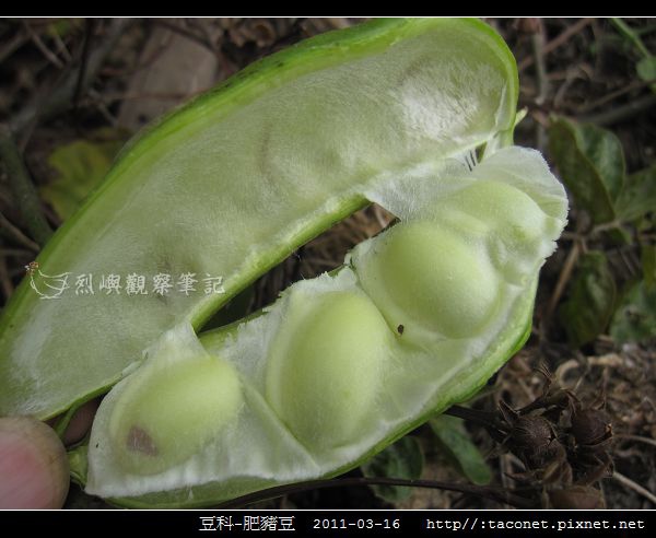 豆科-肥豬豆_04.jpg