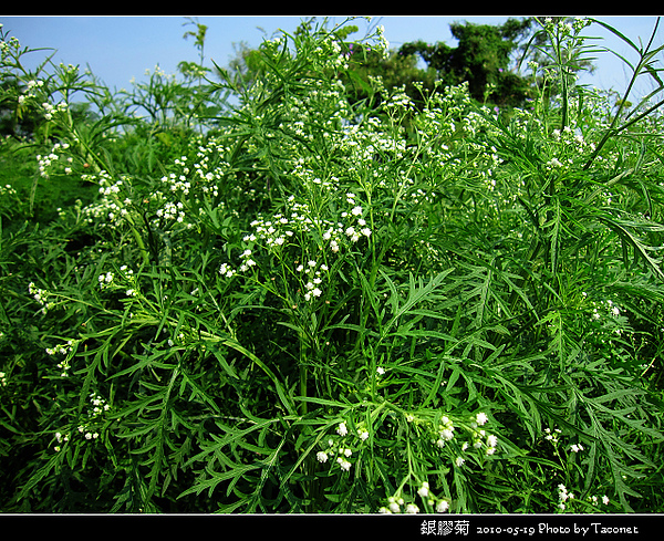 銀膠菊_07.jpg