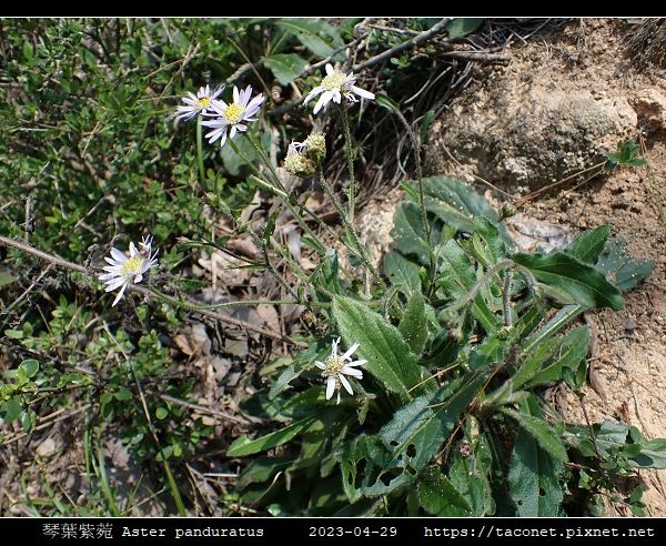 琴葉紫菀 Aster panduratus_16.jpg