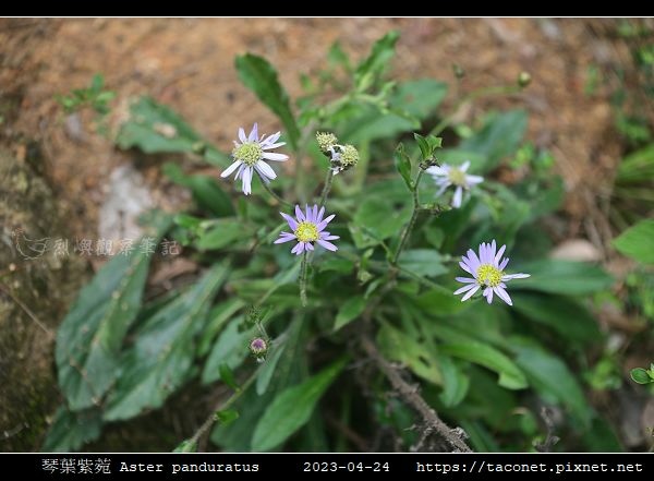 琴葉紫菀 Aster panduratus_04.jpg