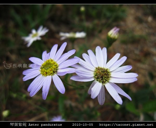 琴葉紫菀 Aster panduratus_06.jpg