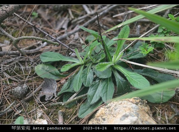 琴葉紫菀 Aster panduratus_02.jpg