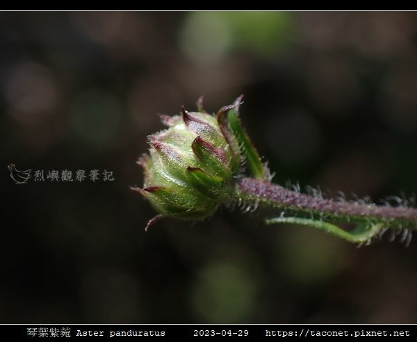 琴葉紫菀 Aster panduratus_14.jpg