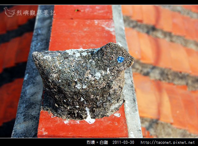 烈嶼鄉。白雞_14.jpg