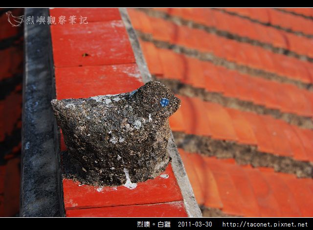 烈嶼鄉。白雞_12.jpg