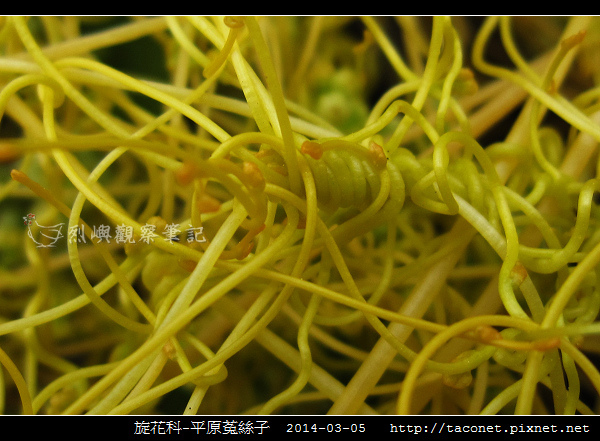 旋花科-平原菟絲子_03.jpg