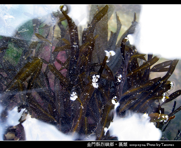 烈嶼鄉。藻類_077.jpg
