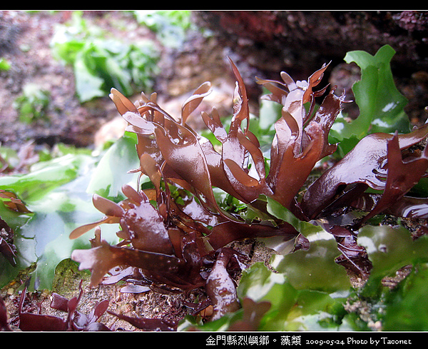 烈嶼鄉。藻類_076.jpg