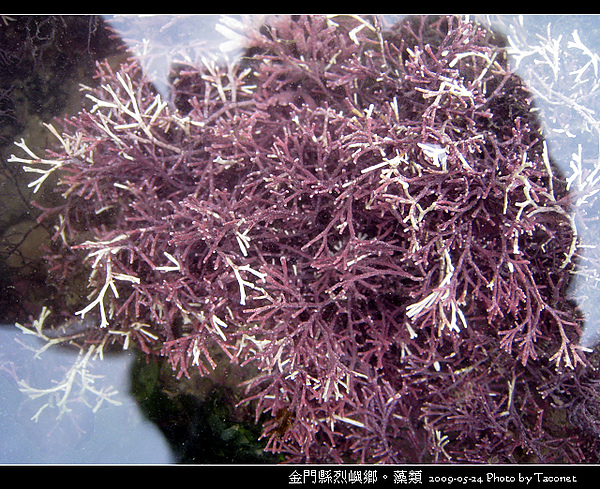 烈嶼鄉。藻類_069.jpg