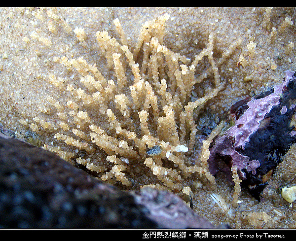 烈嶼鄉。藻類_085.jpg