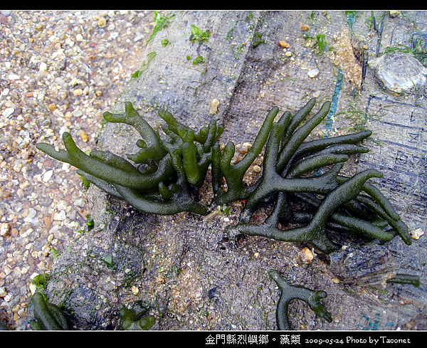烈嶼鄉。藻類_066.jpg