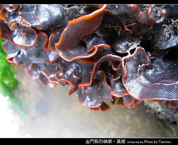 烈嶼鄉。藻類_063.jpg