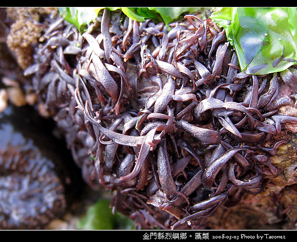 烈嶼鄉。藻類_059.jpg