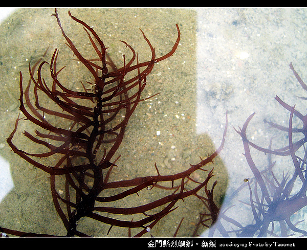 烈嶼鄉。藻類_058.jpg