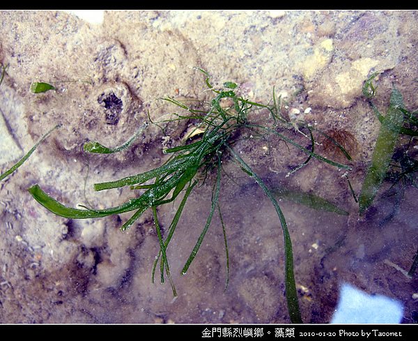 烈嶼鄉。藻類_056.jpg