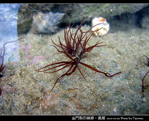 烈嶼鄉。藻類_055.jpg