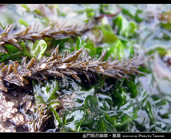 烈嶼鄉。藻類_052.jpg