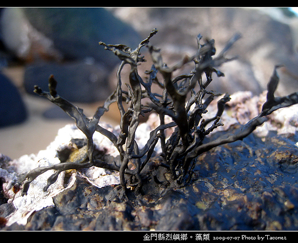 烈嶼鄉。藻類_083.jpg