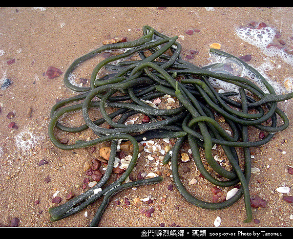 烈嶼鄉。藻類_080.jpg