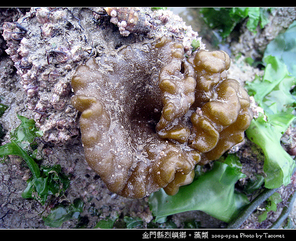 烈嶼鄉。藻類_079.jpg