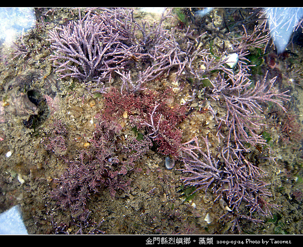 烈嶼鄉。藻類_078.jpg