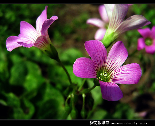 紫花酢漿草_11.jpg