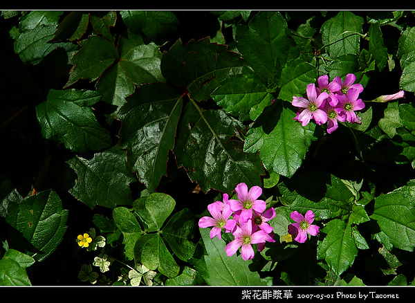 紫花酢漿草_10.jpg