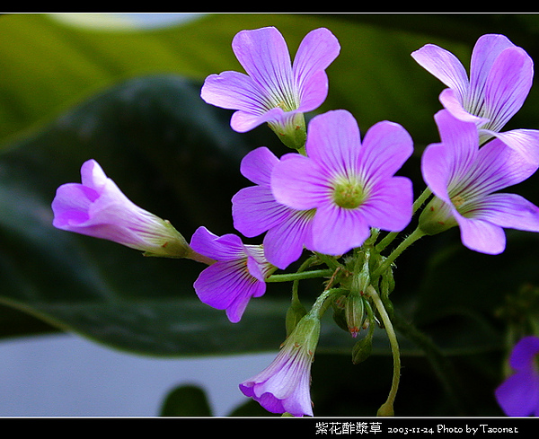 紫花酢漿草_01.jpg