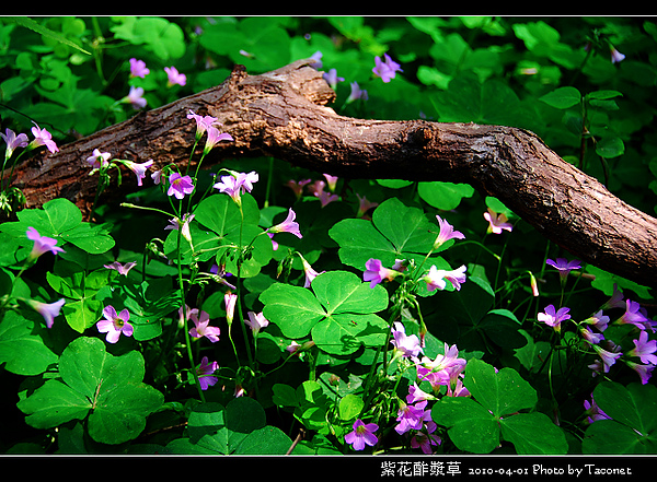 紫花酢漿草_07.jpg