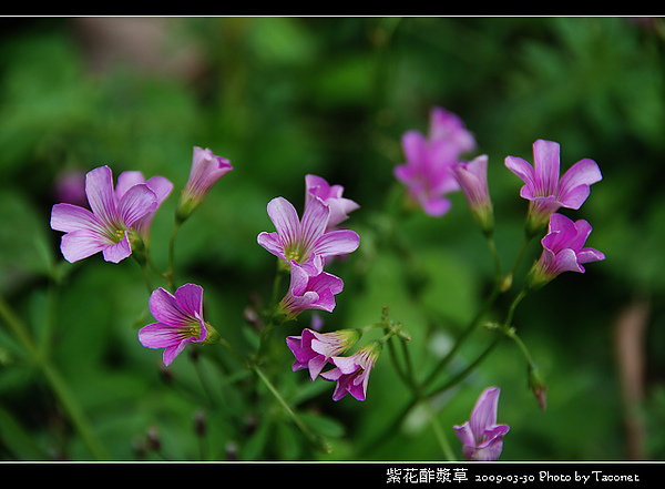紫花酢漿草_06.jpg