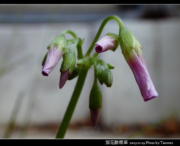 紫花酢漿草_04.jpg