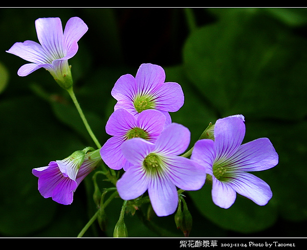 紫花酢漿草_02.jpg