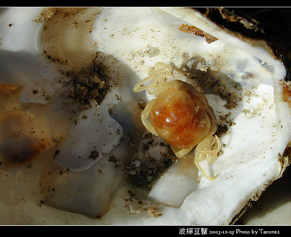 波檸豆蟹_02.jpg