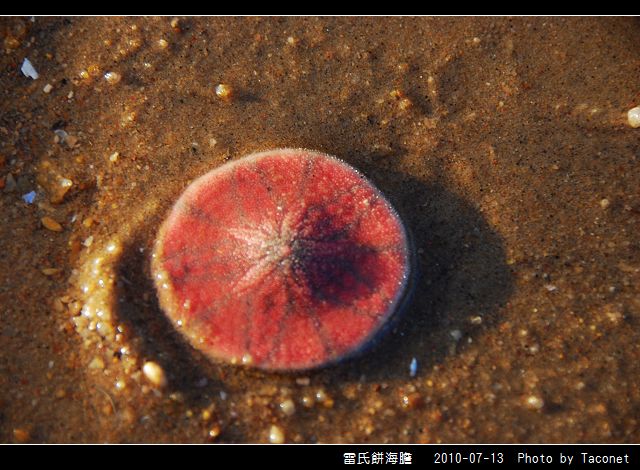 雷氏餅海膽_06.jpg