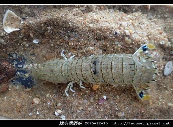 棘突猛蝦蛄_12.jpg