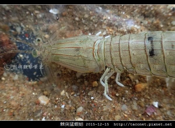 棘突猛蝦蛄_11.jpg
