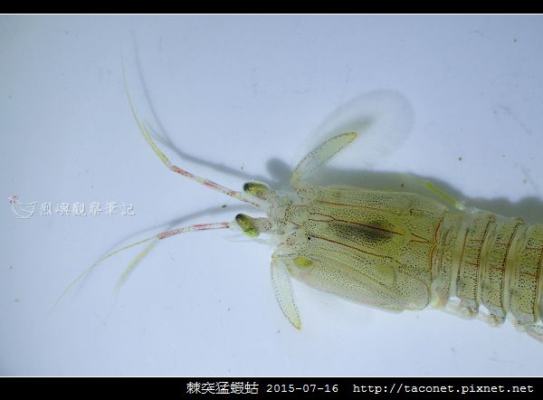 棘突猛蝦蛄_02.jpg